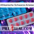 African Black Ant new14